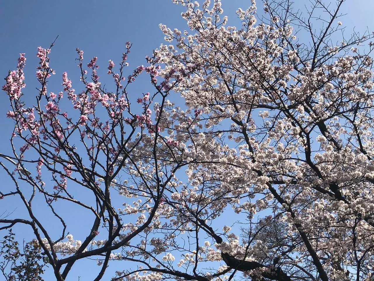 Holiday park 京苑 Kyoen 京町家 Hotel Kyoto